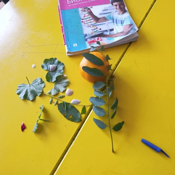 Седми разред Биологија „Симетрија“.